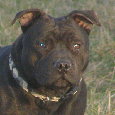 ÚNOR 2008 0451.jpg